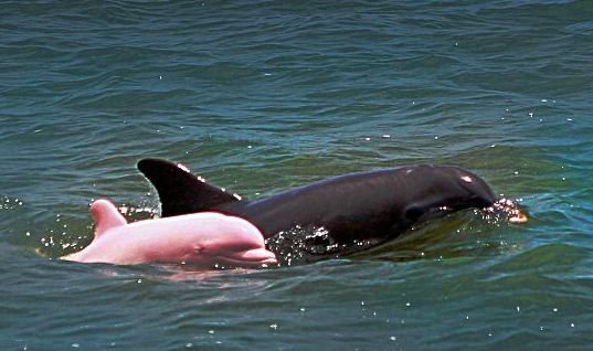 pink-delfin