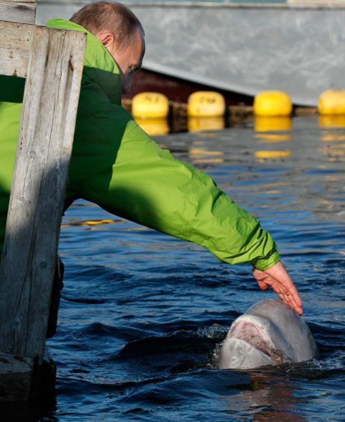 Vladimir Putin mazi delfina