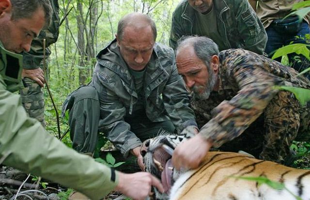 Vladimir Putin postavlja uređaj za praćenje tigra